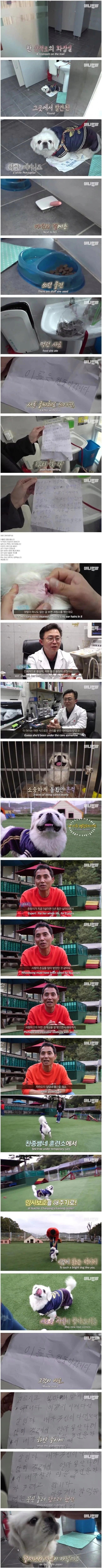 [펌] 산책로 화장실에서 발견된 강아지의 근황