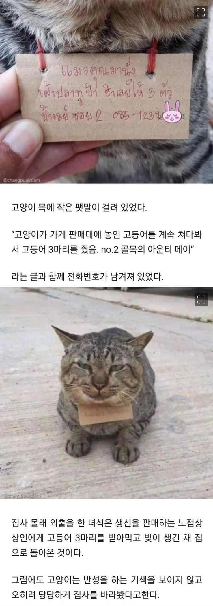 [펌] 가출했다가 빚지고 당당히 돌아온 고양이.jpg